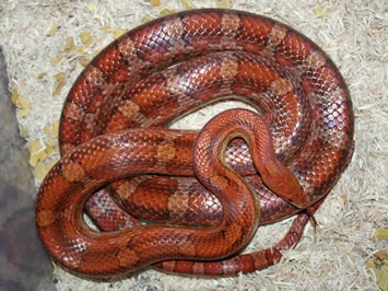 Corn Snake On The Commons 