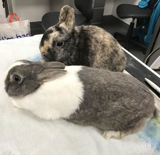 Friendly Bunnies Dumped Like Rubbish 