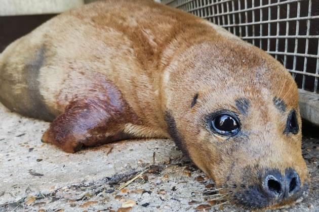 Freddie at the South Essex Wildlife Hospital