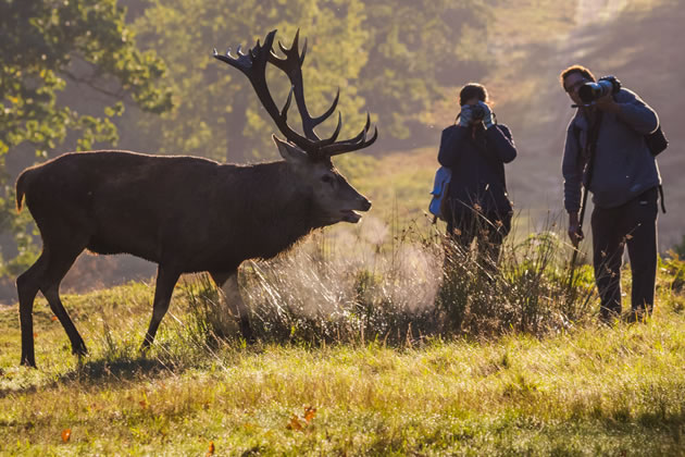 Photographers Getting Too Close To Deer.