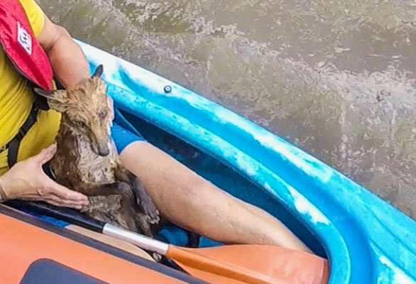 Waterlogged fox in kayak