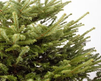 Xmas tree photo