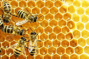 Honey Bee Life Cycle Spring Lunchtime Lecture 