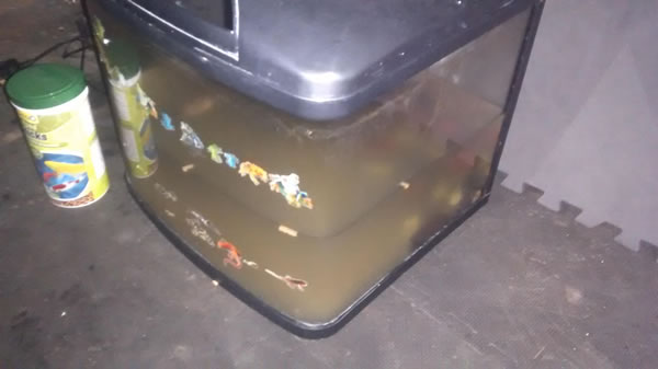 Four tropical fish abandoned in Garratt Lane in Wandsworth SW18