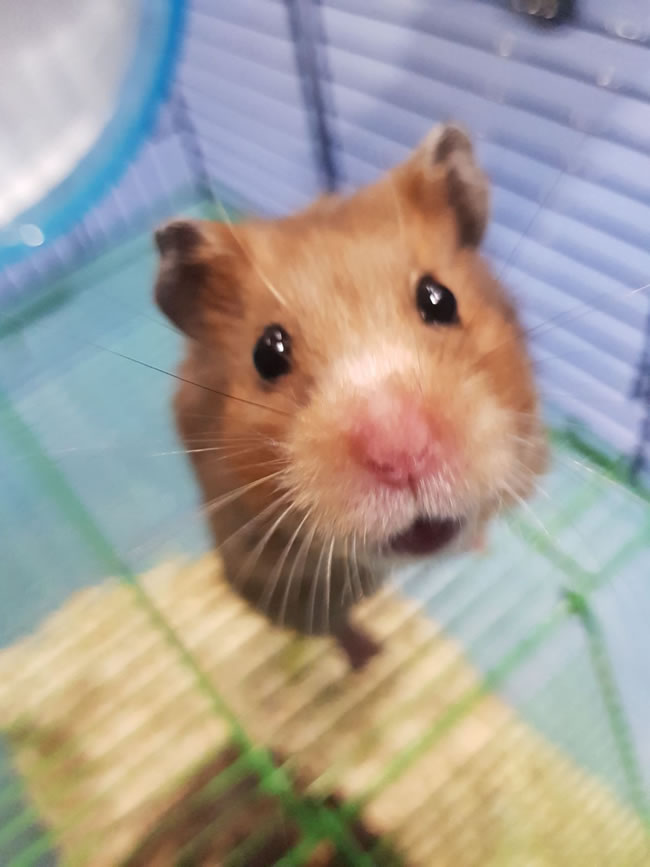 Hamster Rescued After Being Dumped In King George's Park in Wandsworth SW18