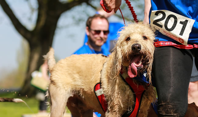 Muddy Dog Challenge