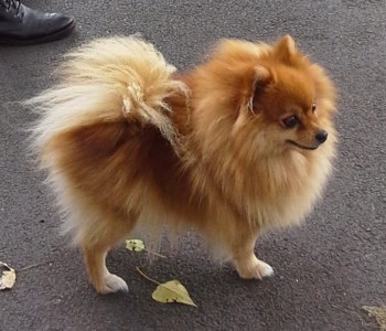 Stolen Pomeranian