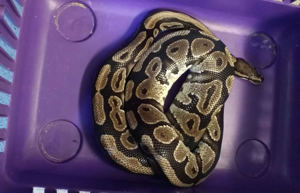 Three Foot Python Found In Battersea Park 