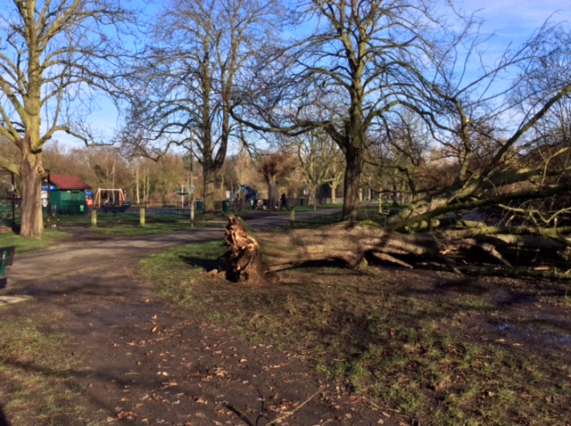 Fallen Horsechestnut