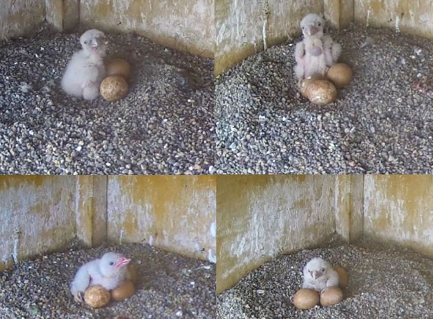 Name A Battersea Power Station Falcon Chick