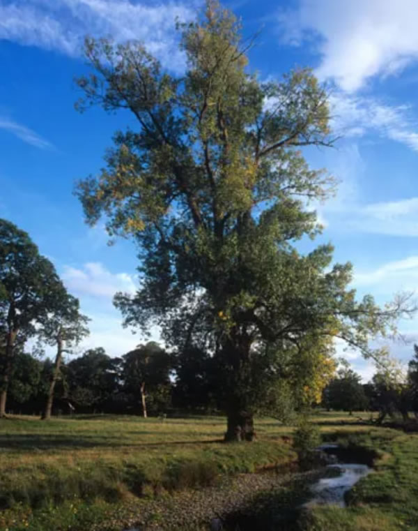 A black poplar 