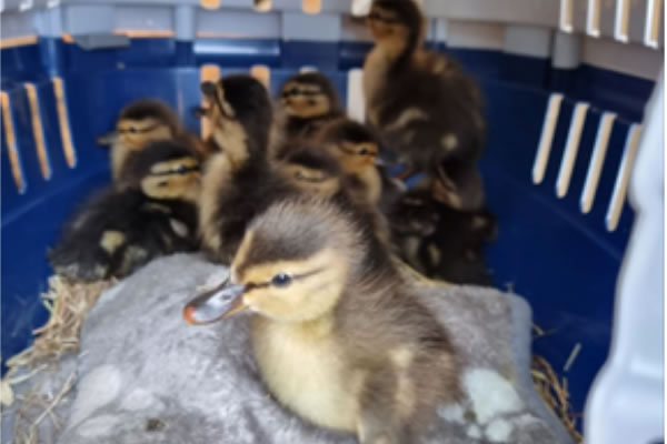 The duckings after their rescue