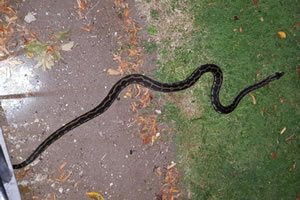 Large Snake Captured in King George's Park 