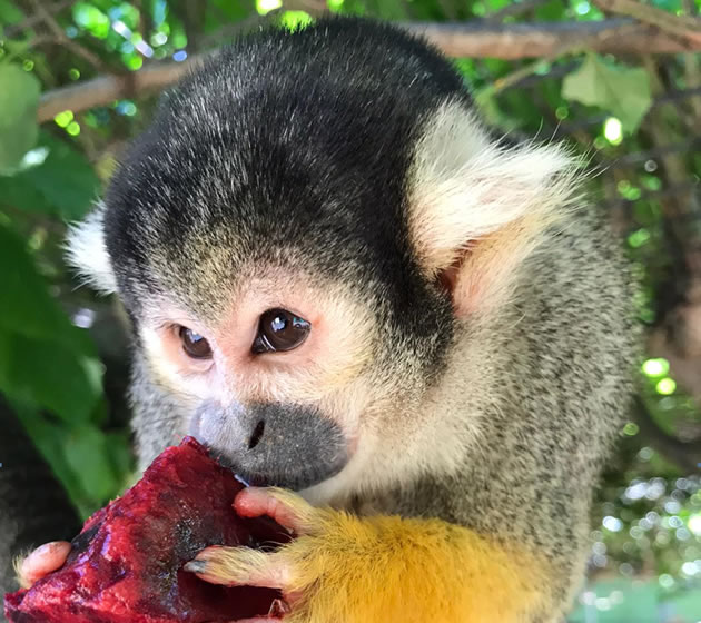 Battersea Park Children’s Zoo Reopens